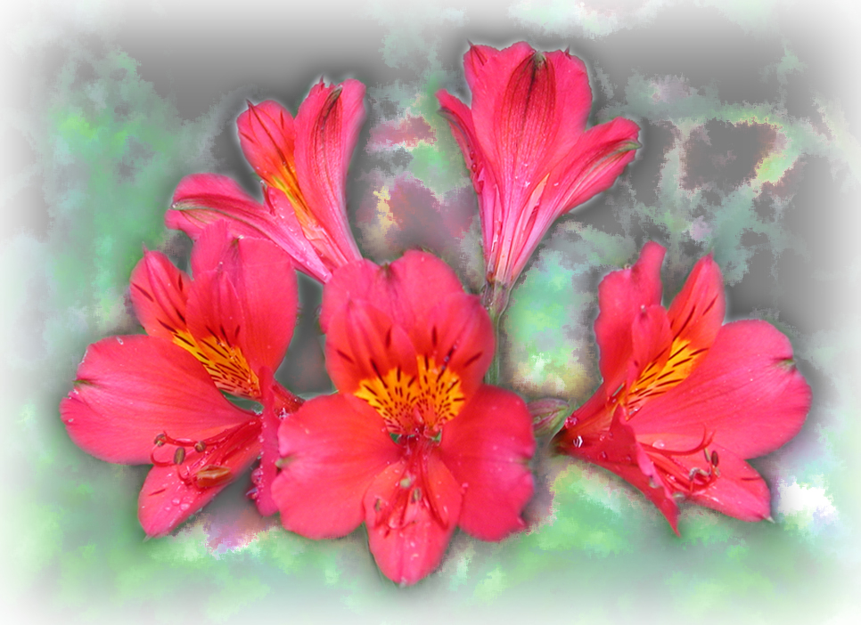 Lilies By Brad Jenkins